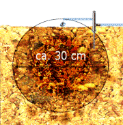 Bewsserungszwiebel Blumen