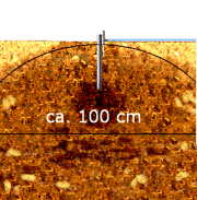Bewsserungszwiebel Bume